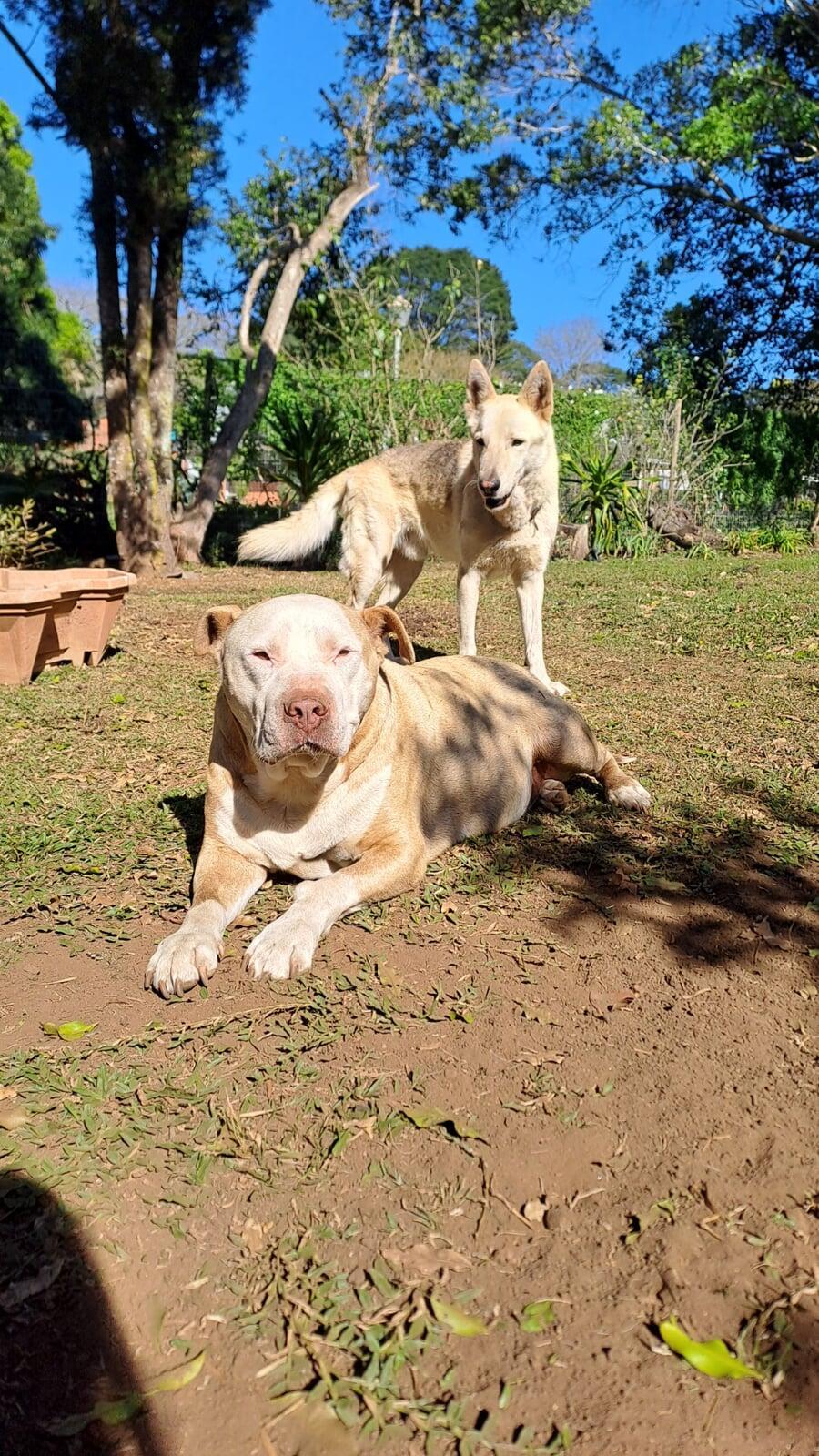 The Sweetheart and the Sneak