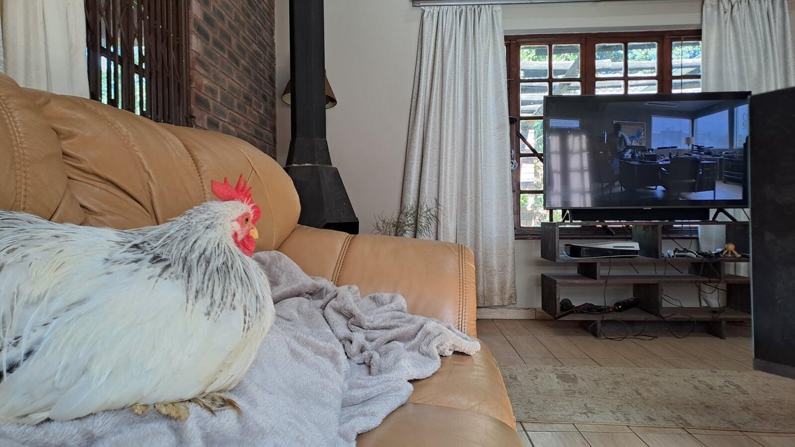 The Ultimate Lap Chicken