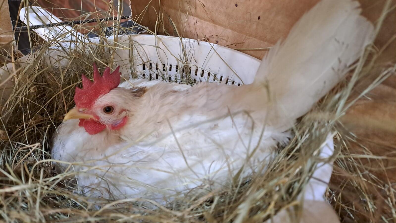 First-Time Motherhood