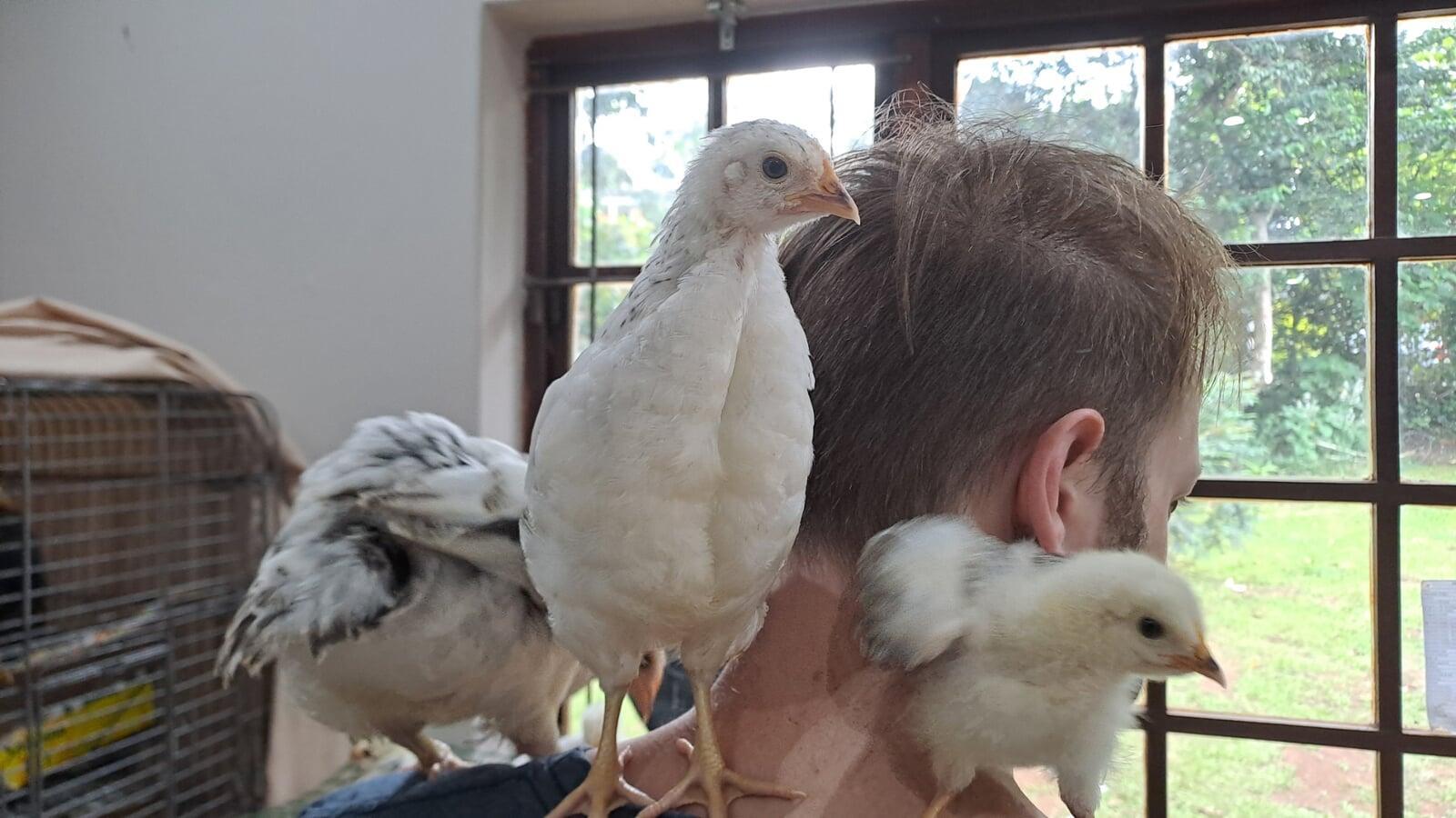 The Human Jungle Gym
